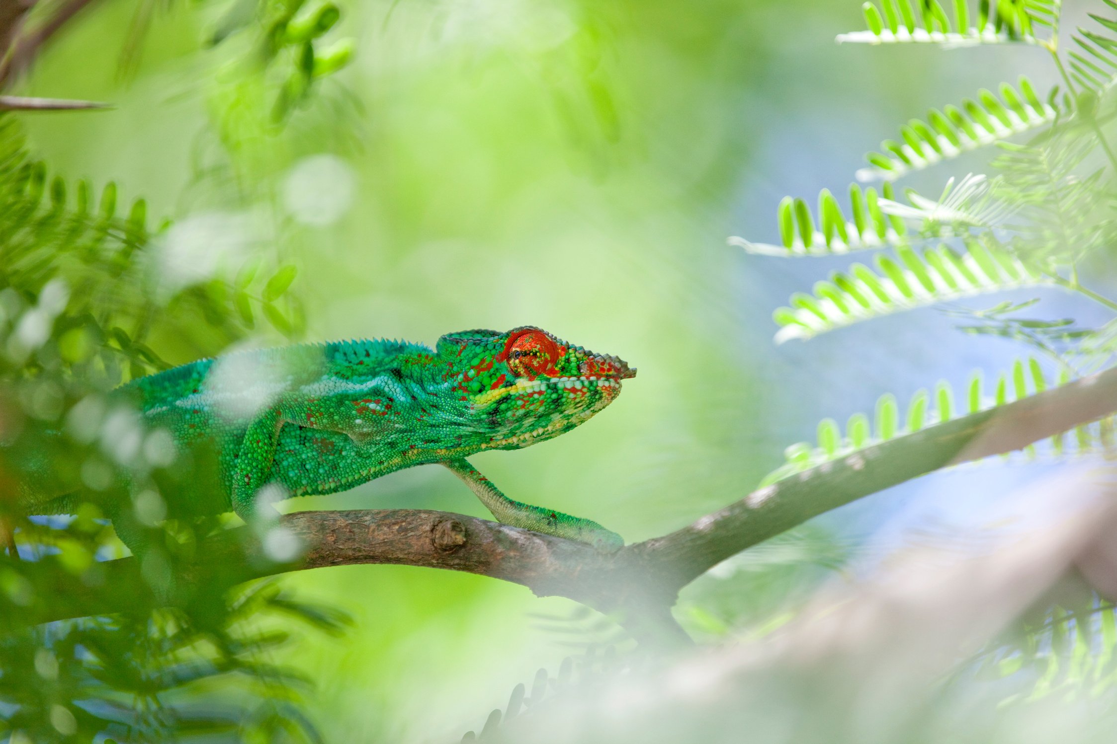 Chameleon in Reunion Island