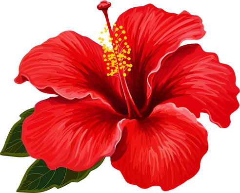 Red Hibiscus Flower